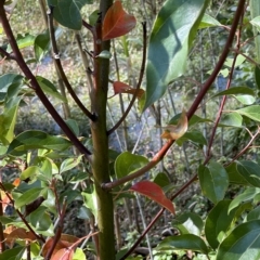 Cinnamomum camphora at Kangaroo Valley, NSW - 1 May 2023