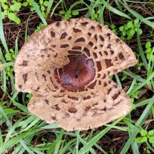 Chlorophyllum/Macrolepiota sp. (genus) at Belconnen, ACT - 1 May 2023