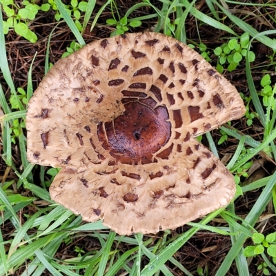 Chlorophyllum/Macrolepiota sp. (genus) at Belconnen, ACT - 30 Apr 2023 by trevorpreston