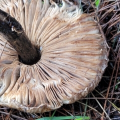 Chlorophyllum/Macrolepiota sp. (genus) at Belconnen, ACT - 1 May 2023