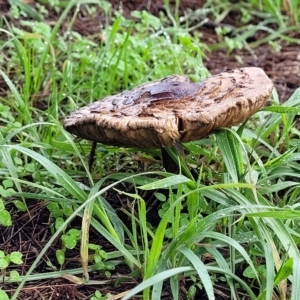 Chlorophyllum/Macrolepiota sp. (genus) at Belconnen, ACT - 1 May 2023