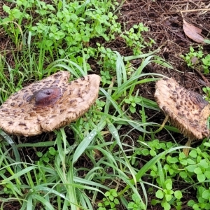 Chlorophyllum/Macrolepiota sp. (genus) at Belconnen, ACT - 1 May 2023