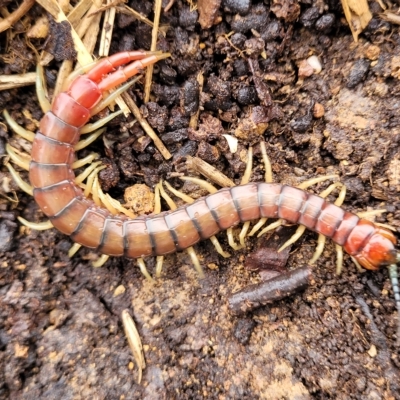 Cormocephalus aurantiipes (Orange-legged Centipede) at Belconnen, ACT - 1 May 2023 by trevorpreston
