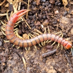 Cormocephalus aurantiipes (Orange-legged Centipede) at Belconnen, ACT - 30 Apr 2023 by trevorpreston