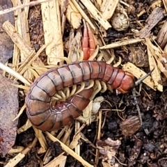 Cormocephalus aurantiipes at Belconnen, ACT - 1 May 2023