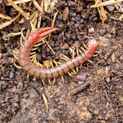 Cormocephalus aurantiipes at Belconnen, ACT - 1 May 2023