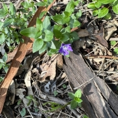 Vinca major (Blue Periwinkle) at Kangaroo Valley, NSW - 1 May 2023 by lbradley