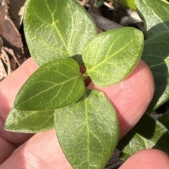 Vinca major at Kangaroo Valley, NSW - 1 May 2023