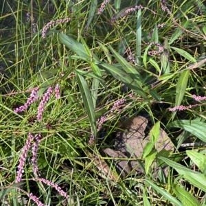 Persicaria decipiens at Kangaroo Valley, NSW - 1 May 2023