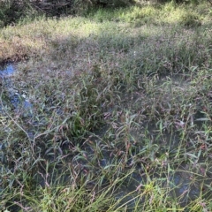 Persicaria decipiens at Kangaroo Valley, NSW - 1 May 2023