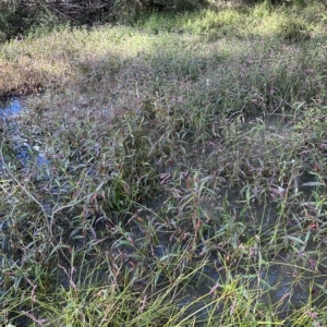 Persicaria decipiens at Kangaroo Valley, NSW - 1 May 2023