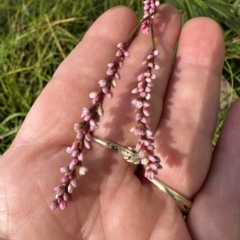 Persicaria decipiens at Kangaroo Valley, NSW - suppressed
