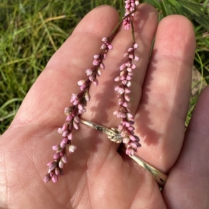 Persicaria decipiens at Kangaroo Valley, NSW - suppressed
