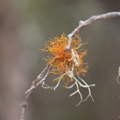Unidentified Lichen at Woodgate, QLD - 2 Sep 2022 by Gaylesp8