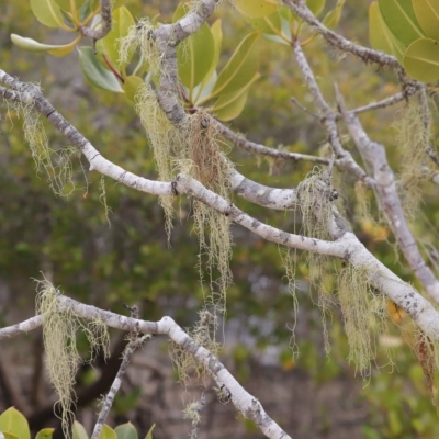 Unverified Lichen, Moss or other Bryophyte at Woodgate, QLD - 2 Sep 2022 by Gaylesp8