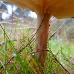 zz agaric (stem; gills white/cream) at Aranda, ACT - 30 Apr 2023 by PandaLemon