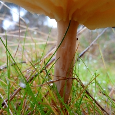 zz agaric (stem; gills white/cream) at Aranda, ACT - 1 May 2023 by PandaLemon