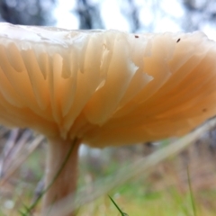 zz agaric (stem; gills white/cream) at Aranda, ACT - 1 May 2023