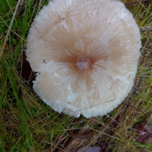 zz agaric (stem; gills white/cream) at Aranda, ACT - 1 May 2023 09:50 AM