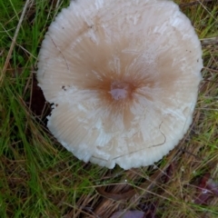 zz agaric (stem; gills white/cream) at Aranda, ACT - 1 May 2023