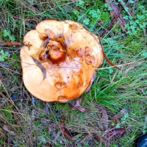 zz bolete at Aranda, ACT - 1 May 2023 09:51 AM