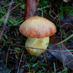 zz bolete at Aranda Bushland - 1 May 2023 by PandaLemon