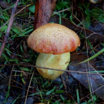 zz bolete at Aranda Bushland - 1 May 2023 by PandaLemon