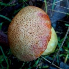 zz bolete at Molonglo Valley, ACT - 1 May 2023 11:05 AM