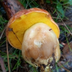 zz bolete at Molonglo Valley, ACT - 1 May 2023 11:05 AM