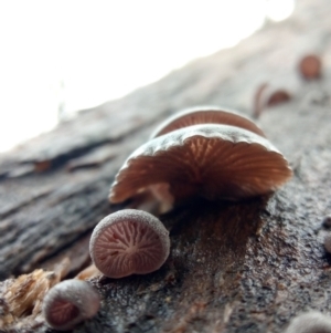 zz Agaric (stemless) at Molonglo Valley, ACT - 1 May 2023