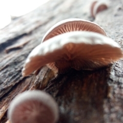 zz Agaric (stemless) at Molonglo Valley, ACT - 1 May 2023