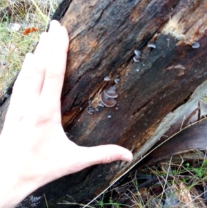 zz Agaric (stemless) at Molonglo Valley, ACT - 1 May 2023