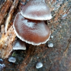 zz Agaric (stemless) at Molonglo Valley, ACT - 1 May 2023