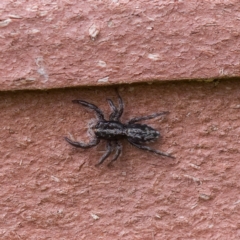 Unidentified Jumping or peacock spider (Salticidae) at Kambah, ACT - 1 May 2023 by CanberraDSN