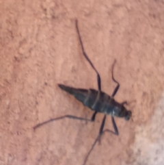 Boreoides subulatus at Hackett, ACT - 18 Apr 2023 09:28 AM