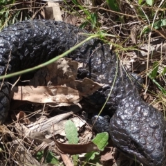 Tiliqua rugosa (Shingleback Lizard) at Hackett, ACT - 11 Feb 2023 by Berlge