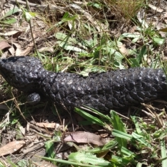 Tiliqua rugosa at Hackett, ACT - 11 Feb 2023 11:01 AM