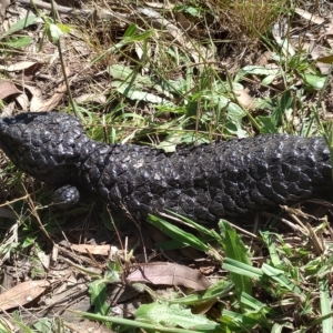 Tiliqua rugosa at Hackett, ACT - 11 Feb 2023