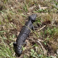 Tiliqua rugosa at Hackett, ACT - 11 Feb 2023 11:01 AM