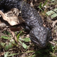 Tiliqua rugosa at Hackett, ACT - 11 Feb 2023 11:01 AM