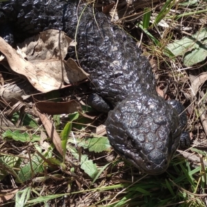 Tiliqua rugosa at Hackett, ACT - 11 Feb 2023 11:01 AM