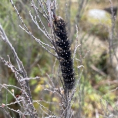 Aloa marginata (Donovan's Tiger Moth) at Ngarigo, NSW - 29 Apr 2023 by teeniiee