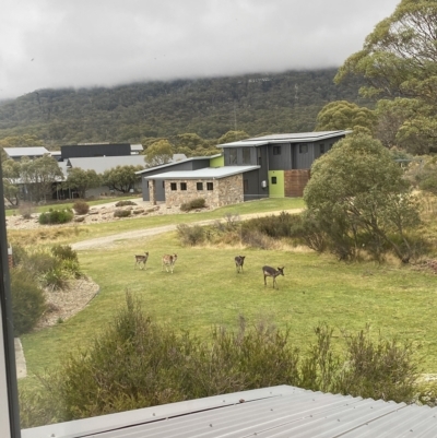 Dama dama (Fallow Deer) at Crackenback, NSW - 29 Apr 2023 by teeniiee