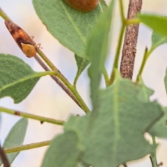 Brunotartessus fulvus (Yellow-headed Leafhopper) at Jerrabomberra, ACT - 19 Mar 2023 by BarrieR