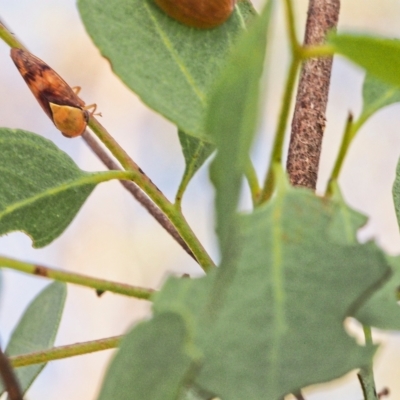 Brunotartessus fulvus (Yellow-headed Leafhopper) at Jerrabomberra, ACT - 18 Mar 2023 by BarrieR