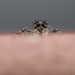 Salticidae (family) (Unidentified Jumping spider) at Paddys River, ACT - 1 May 2023 by CanberraDSN