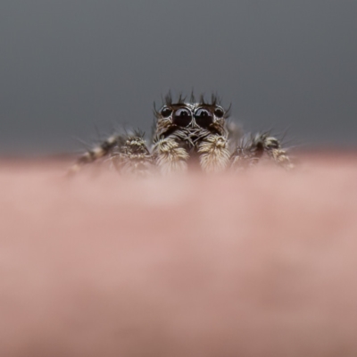 Salticidae (family) (Unidentified Jumping spider) at Paddys River, ACT - 1 May 2023 by CanberraDSN