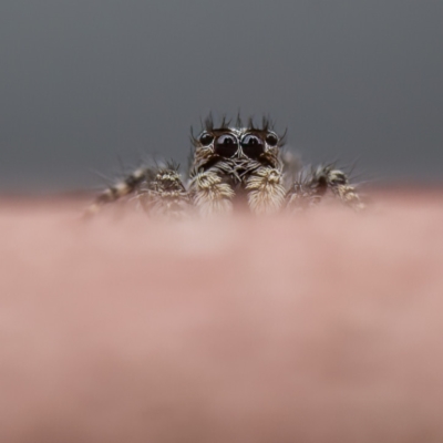 Salticidae (family) (Jumping spider) at Paddys River, ACT - 1 May 2023 by CanberraDSN