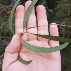 Eucalyptus nicholii (Narrow-leaved Black Peppermint) at Greenleigh, NSW - 1 May 2023 by danswell