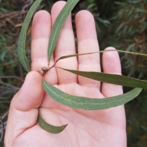 Eucalyptus nicholii at Greenleigh, NSW - 1 May 2023 01:43 PM